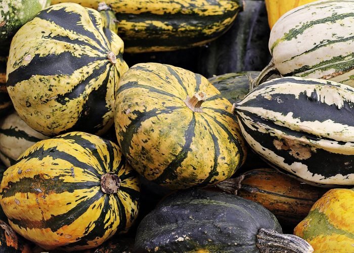 noname 13 pumpkin 4470981 1920